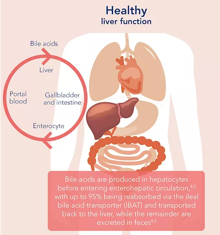 alagille-syndrome-infographic